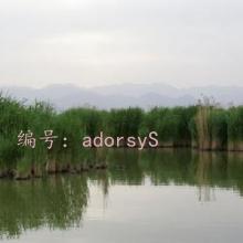 ͨ